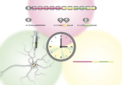 Diagram tracking changes in gene expression Diagram tracking changes in gene expression